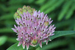 Asclepias rubra