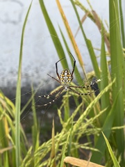 Argiope catenulata