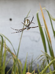 Argiope catenulata