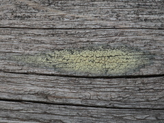 Lecanora varia