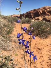 Delphinium scaposum
