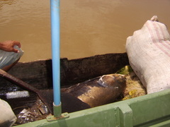 Colossoma macropomum