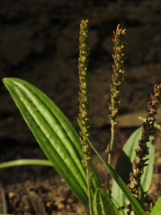 Plantago australis