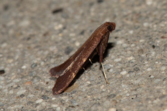 Arta epicoenalis