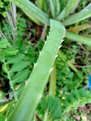 Aloe vera