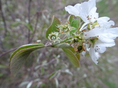 Amelanchier humilis