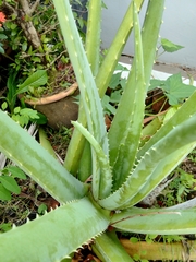 Aloe vera