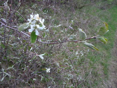 Amelanchier humilis