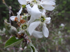 Amelanchier humilis