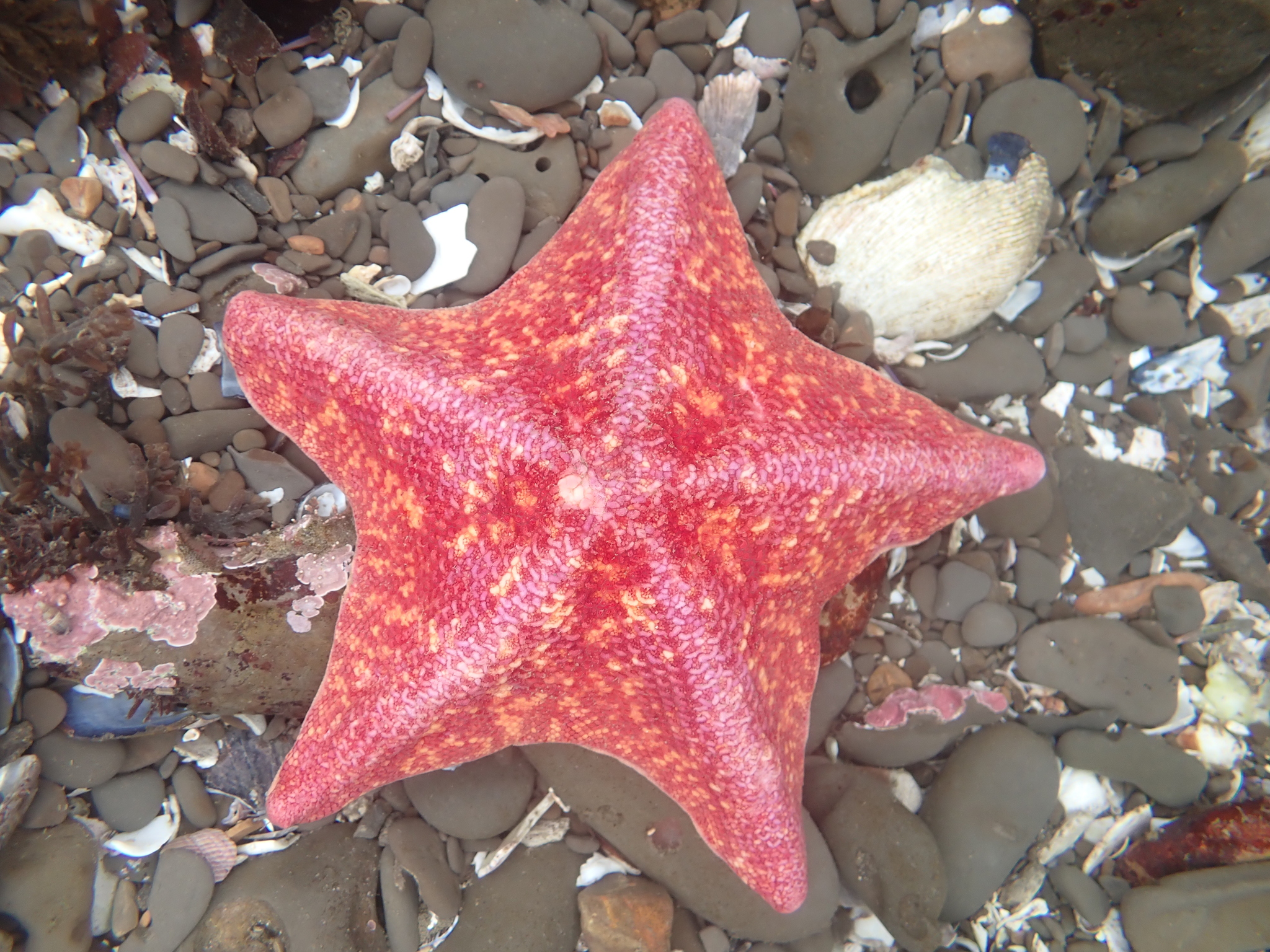 Patricia miniata, conocida como estrella palmeada o murciélago de mar. (Enciclovida.mx)