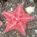 Bat Star - Photo (c) passiflora4, some rights reserved (CC BY-NC), uploaded by passiflora4
