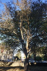 Crataegus pedicellata