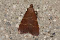 Arta epicoenalis