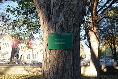 Crataegus pedicellata