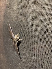 Speiredonia