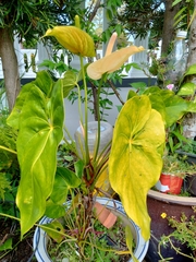 Anthurium