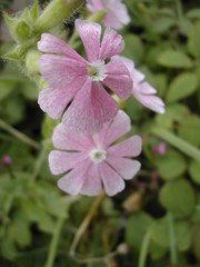 Silene × hampeana