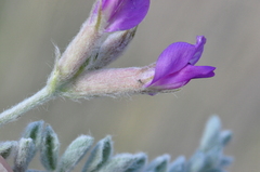 Astragalus inflexus