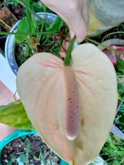 Anthurium