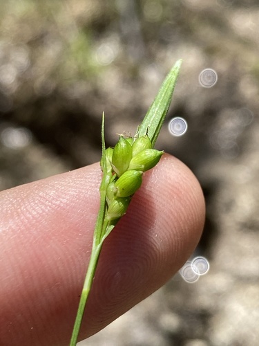 Gholson's sedge (Carex gholsonii)