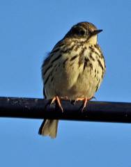 Anthus pratensis