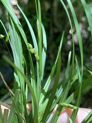 Carex digitalis digitalis