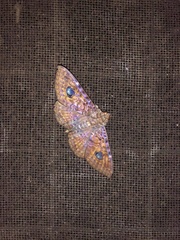 Speiredonia