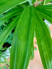Pandanus amaryllifolius