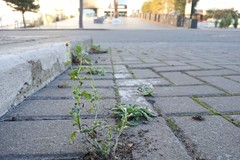 Senecio vulgaris