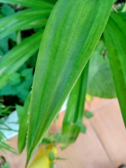 Pandanus amaryllifolius