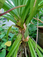 Pandanus amaryllifolius
