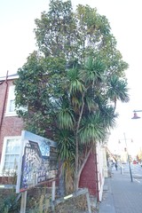Acer pseudoplatanus