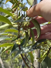 Elaeocarpus chinensis