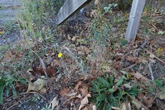 Senecio glomeratus