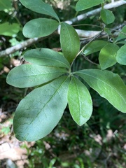 Rhododendron austrinum