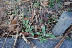 Senecio glomeratus
