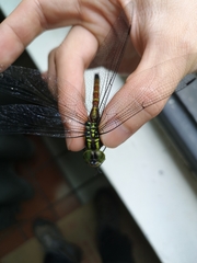 Polycanthagyna erythromelas