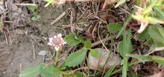 Angiospermae