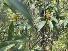 Elaeocarpus chinensis