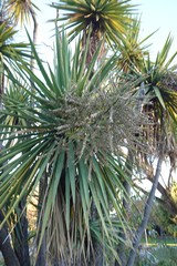 Cordyline australis
