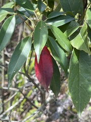 Elaeocarpus chinensis