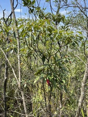 Elaeocarpus chinensis