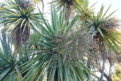Cordyline australis