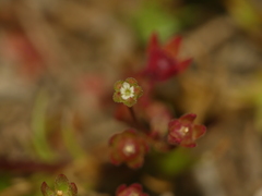 Androsace occidentalis