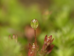 Androsace occidentalis