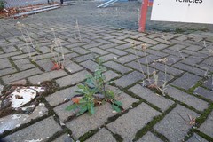 Senecio glomeratus