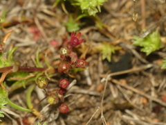 Androsace occidentalis