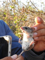 Peromyscus merriami