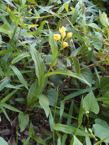 Cephalanthera falcata (Cephalanthera falcata)