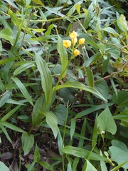 Cephalanthera falcata